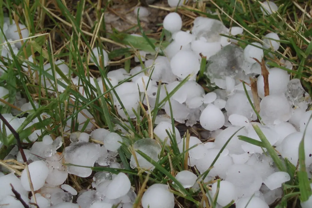 Hailstones scattered on a lawn after a spring storm in Kingwood